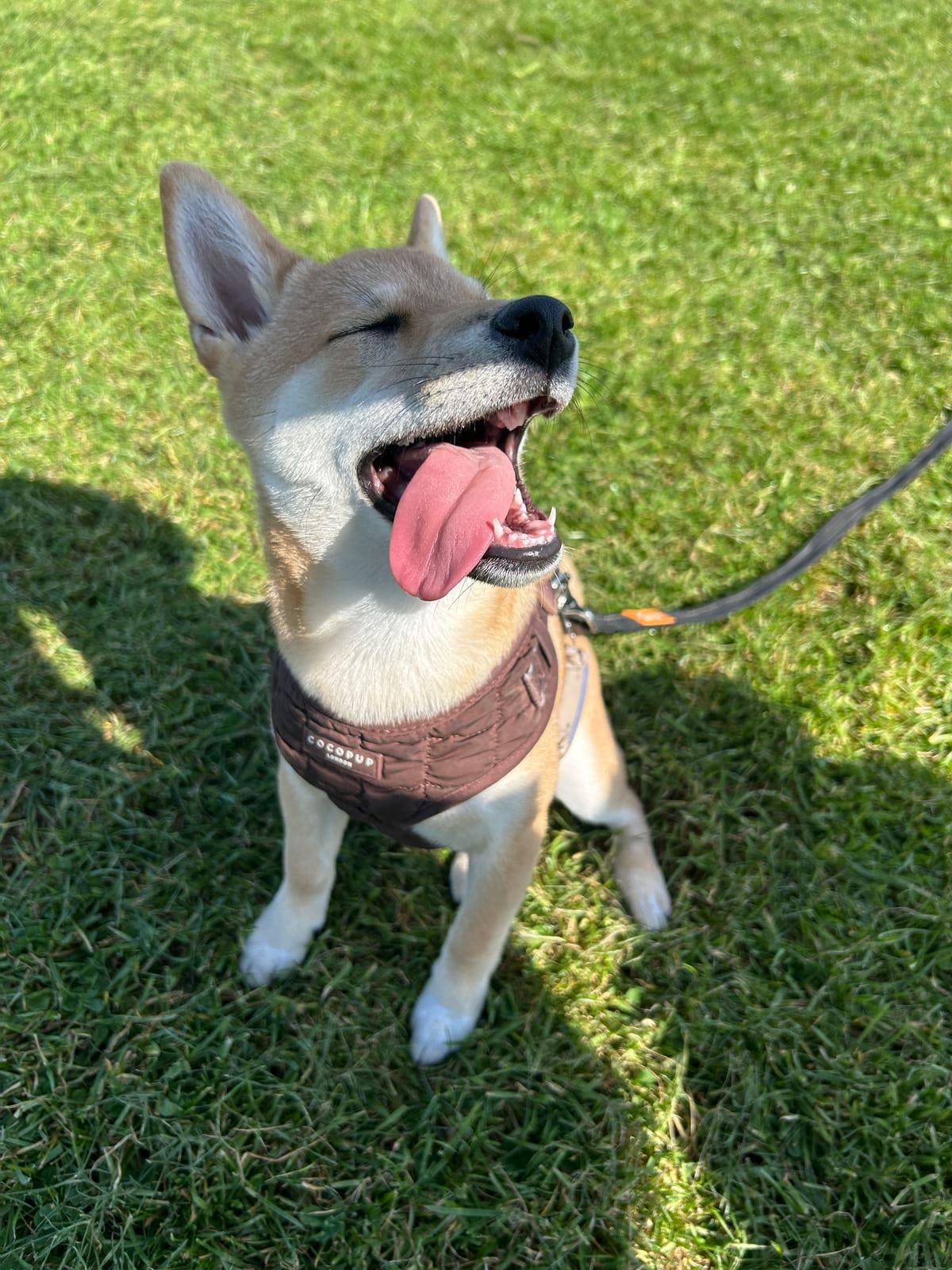 Pre-Dog Ownership Consultation