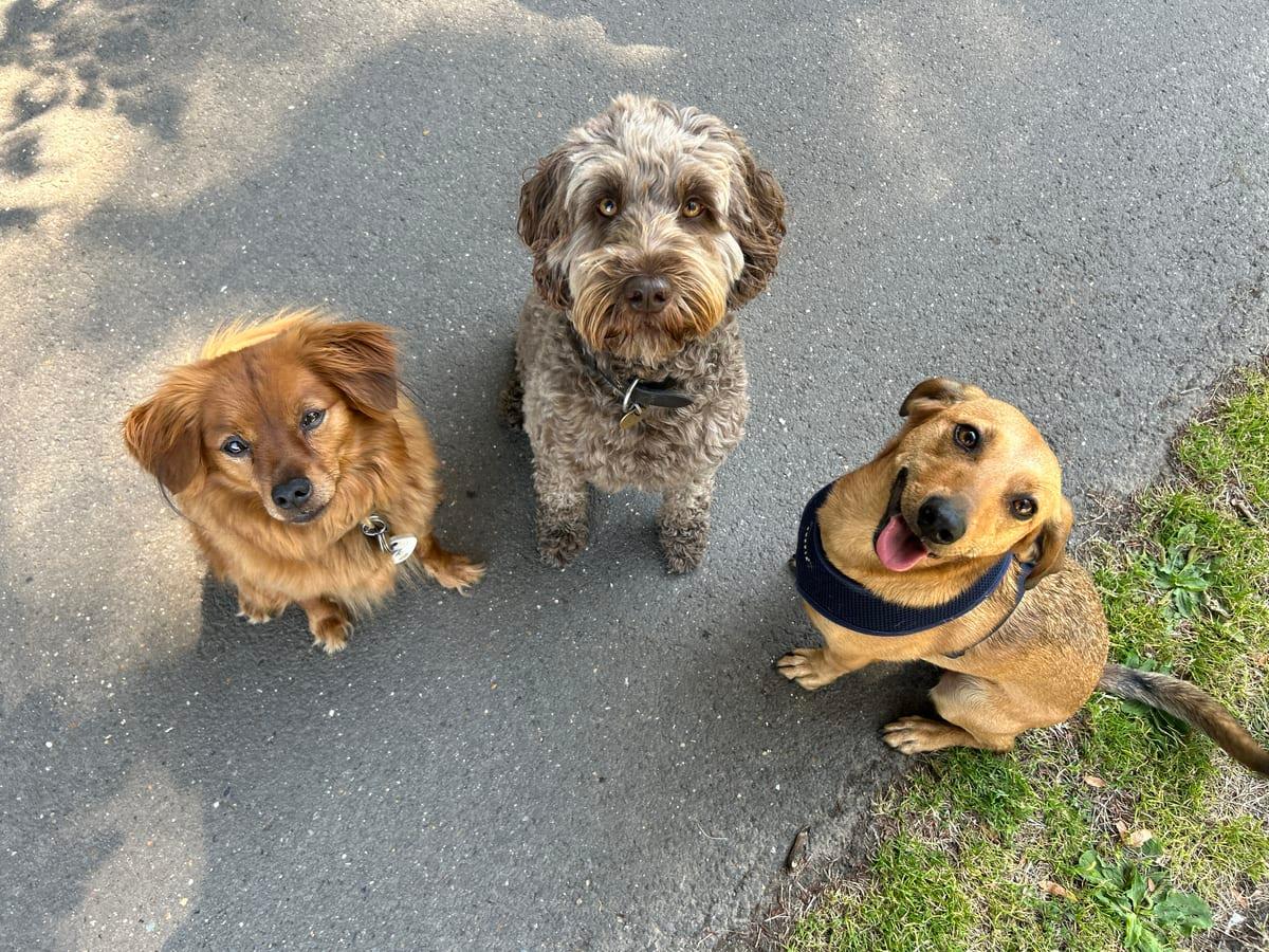 Social Walk