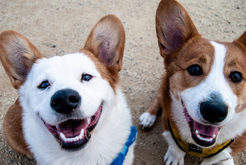 Professional dog training